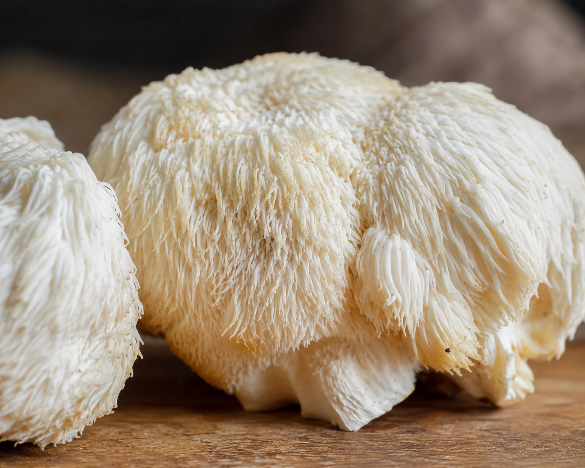 Seta Melena de León fresca cultivada por Mr Fungi
