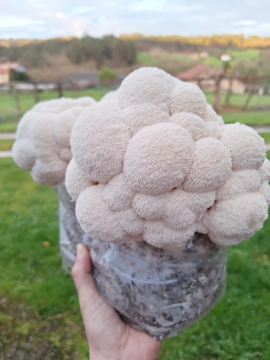Kit de cultivo de Melena de León en mano