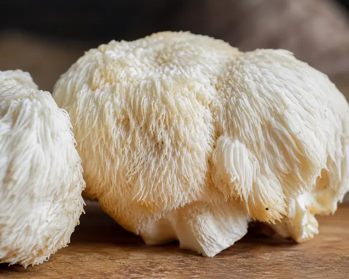 Detalle de la textura fibrosa de la Melena de León cocinada
